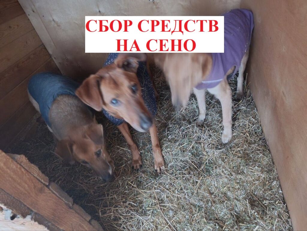 сбор средств на сено сбор средств на сено
